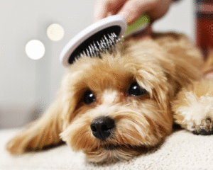 Guide: Pelspleje trin for trin