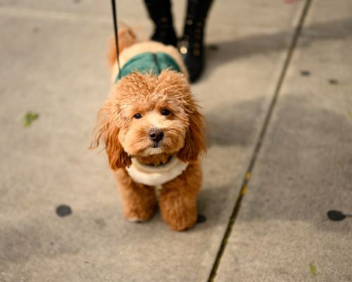 design uden navn (14)