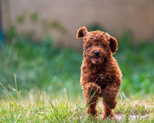 design uden navn (16)