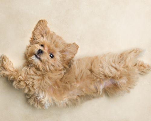 design uden navn (19)