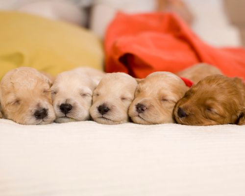 design uden navn (21)