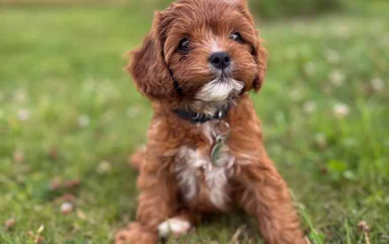 3a87ba df9ce1fc260e4f178ada92a3510d8314~mv2