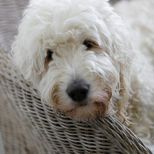 design uden navn (100)