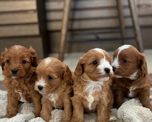 design uden navn 2025 12 21t093126.561