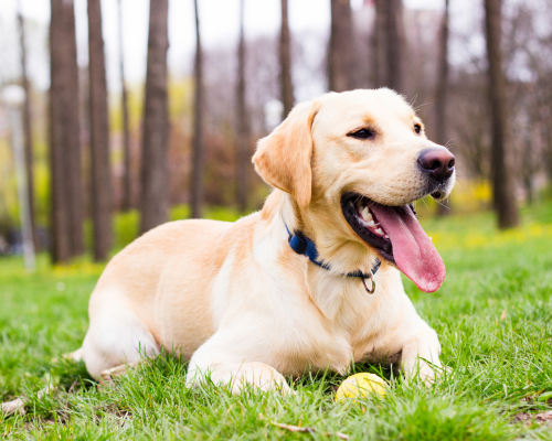 Etiske avlskrav i DDK avlskrav labrador retriever