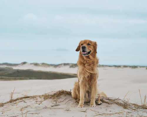 Etiske avlskrav i DDK avlskrav golden retriever