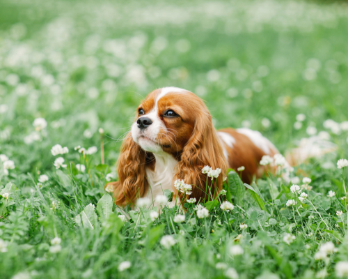 Etiske avlskrav i DDK avlskrav cavalier king charles spaniel