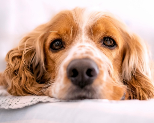 Etiske avlskrav i DDK avlskrav engelsk cocker spaniel