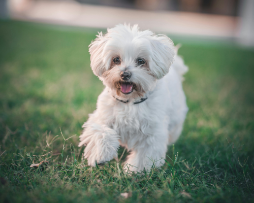 Etiske avlskrav i DDK avlskrav malteser