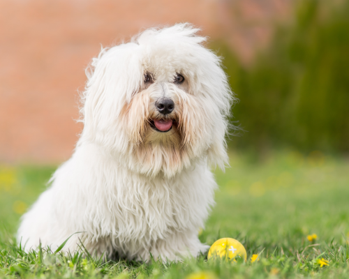 Etiske avlskrav i DDK avlskrav coton de tulear