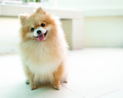 Etiske avlskrav i DDK avlskrav pomeranian