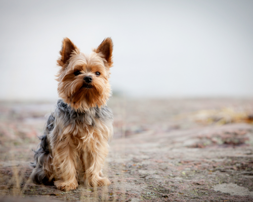 Etiske avlskrav i DDK avlskrav yorkshire terrier