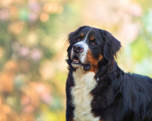 Etiske avlskrav i DDK Avlskrav Berner Sennen