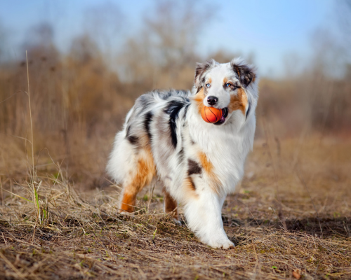 Etiske avlskrav i DDK avlskrav Australian Shepard
