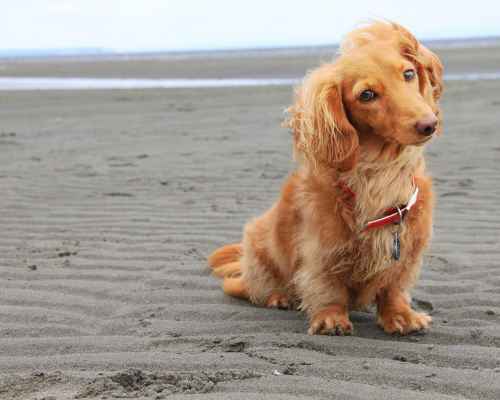 Etiske avlskrav i DDK avlskrav gravhund