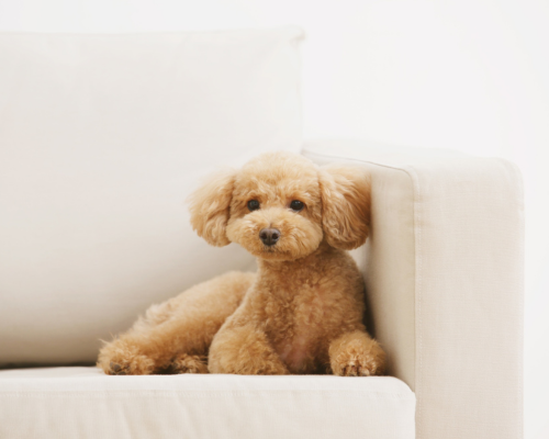 Etiske avlskrav i DDK Dværgpuddel avlskrav