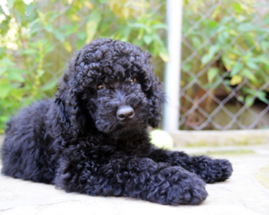 Malteser avlskrav mellempuddel