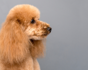 Malteser avlskrav storpuddel