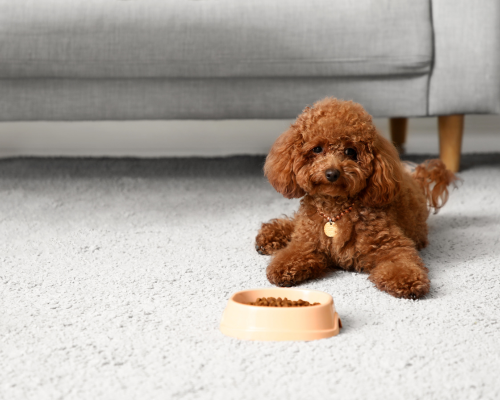 Etiske avlskrav i DDK Toy puddel avlskrav