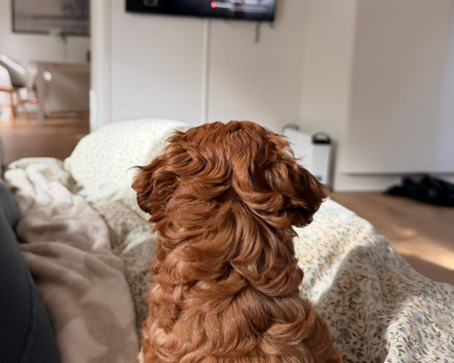 hvad kan du forvente de første dage med en hvalp