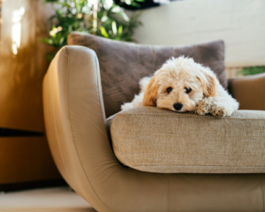 For hundeejere design uden navn 2025 12 30t200608.975