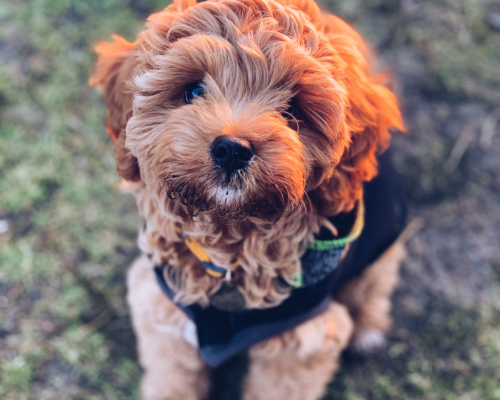 design uden navn 2026 01 01t182121.886