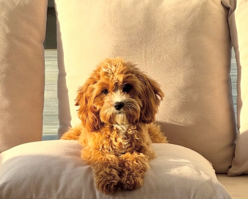 Doodle racer design uden navn 2026 01 03t093821.693