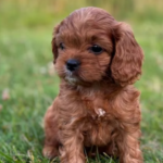 profilbilleder opdrætter (1)