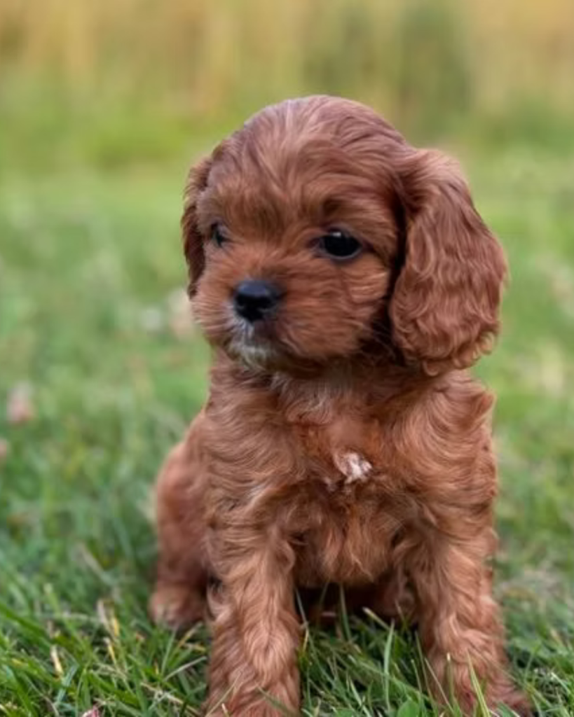 profilbilleder opdrætter (1)