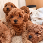 profilbilleder opdrætter