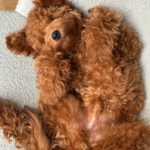 profilbilleder opdrætter (2)