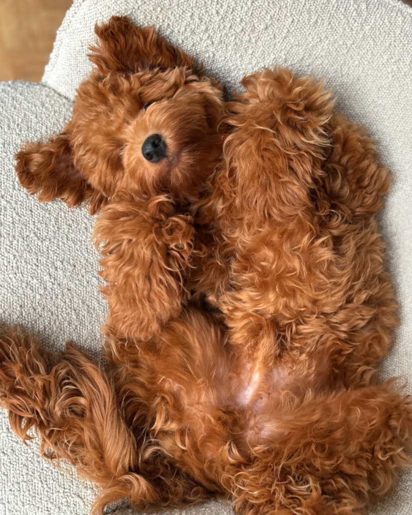 profilbilleder opdrætter (2)