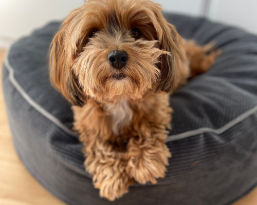 design uden navn 2026 01 01t145131.404 design uden navn 2026 01 01t145131.404