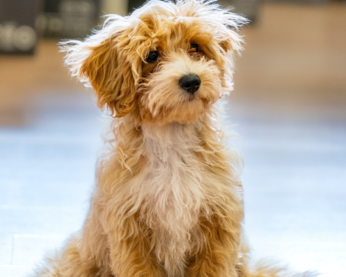 Doodle racer design uden navn 2026 01 01t145136.685