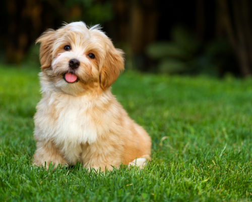 design uden navn 2026 01 01t145142.273 design uden navn 2026 01 01t145142.273