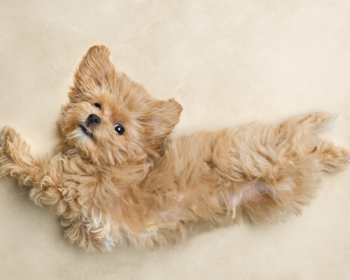 design uden navn 2026 01 01t172100.762