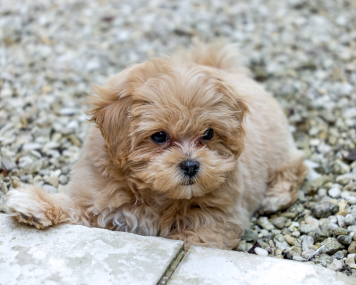 design uden navn 2026 01 01t172104.206