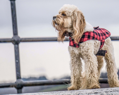 design uden navn 2026 01 01t175858.272