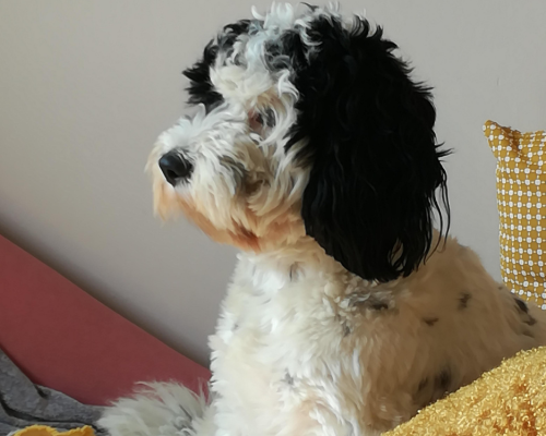 Doodle racer design uden navn 2026 01 01t175902.526