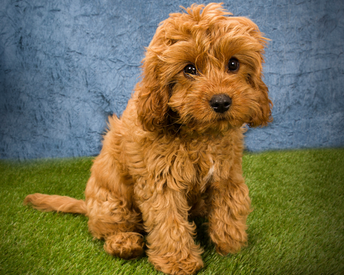 design uden navn 2026 01 01t175920.453