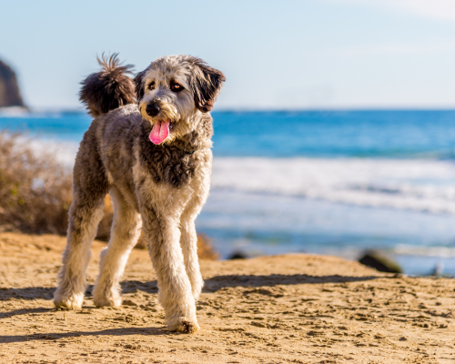 Doodle racer design uden navn 2026 01 01t210742.845