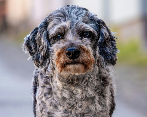 design uden navn 2026 01 01t210746.671