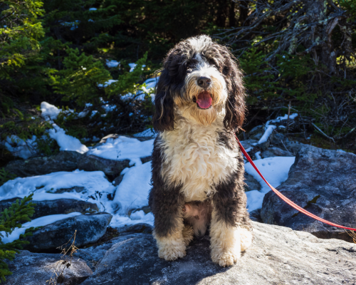 Doodle racer design uden navn 2026 01 03t093838.928