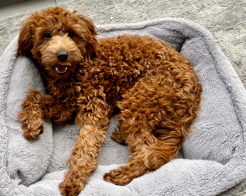 Doodle racer design uden navn 2026 01 06t083949.271