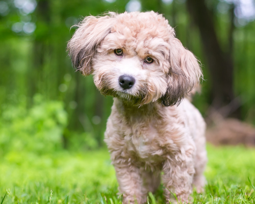 Doodle racer design uden navn 2026 01 06t090947.724