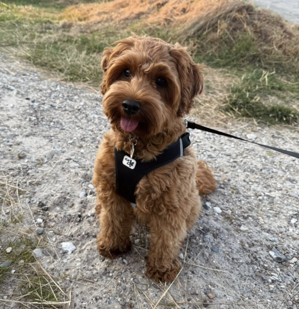 skærmbillede 2026 01 06 kl. 08.16.46