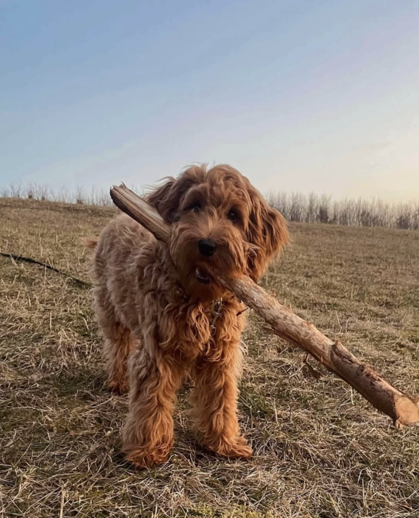 skærmbillede 2026 01 06 kl. 08.51.45