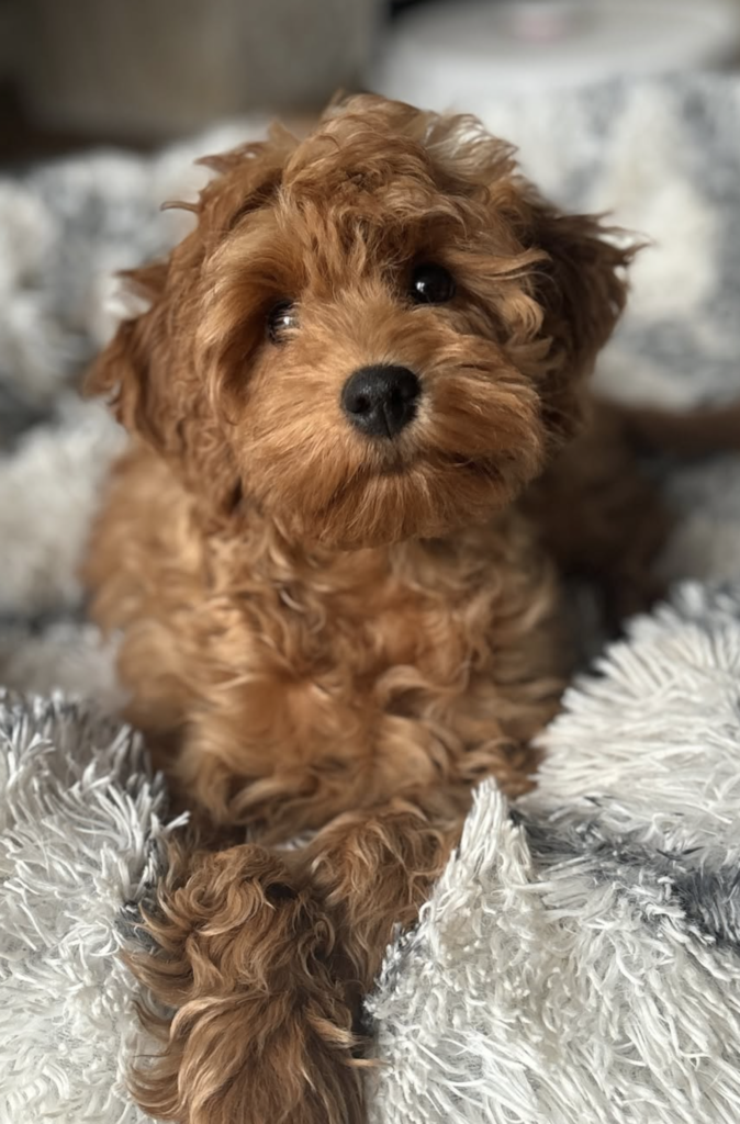 skærmbillede 2026 01 06 kl. 08.52.00