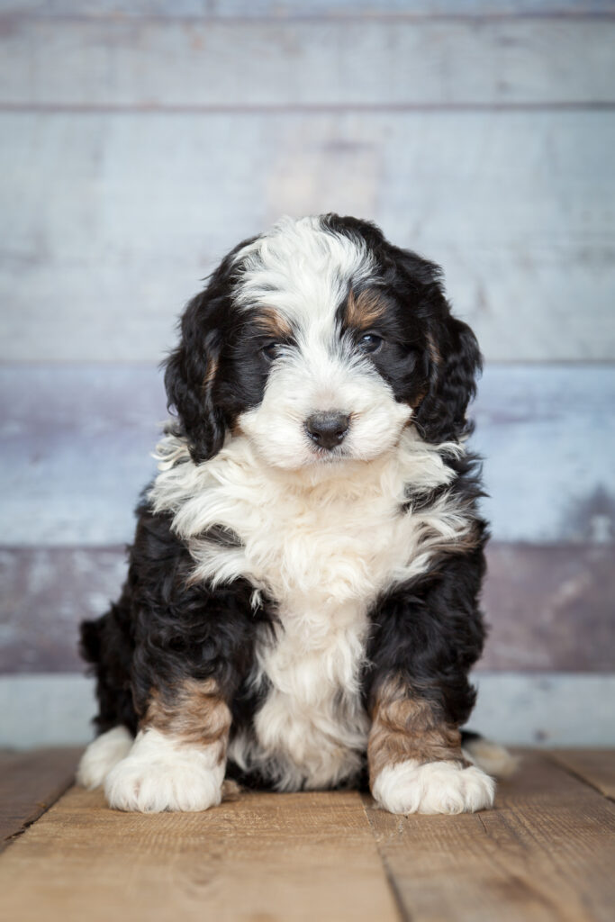 adorable bernedoddle puppy