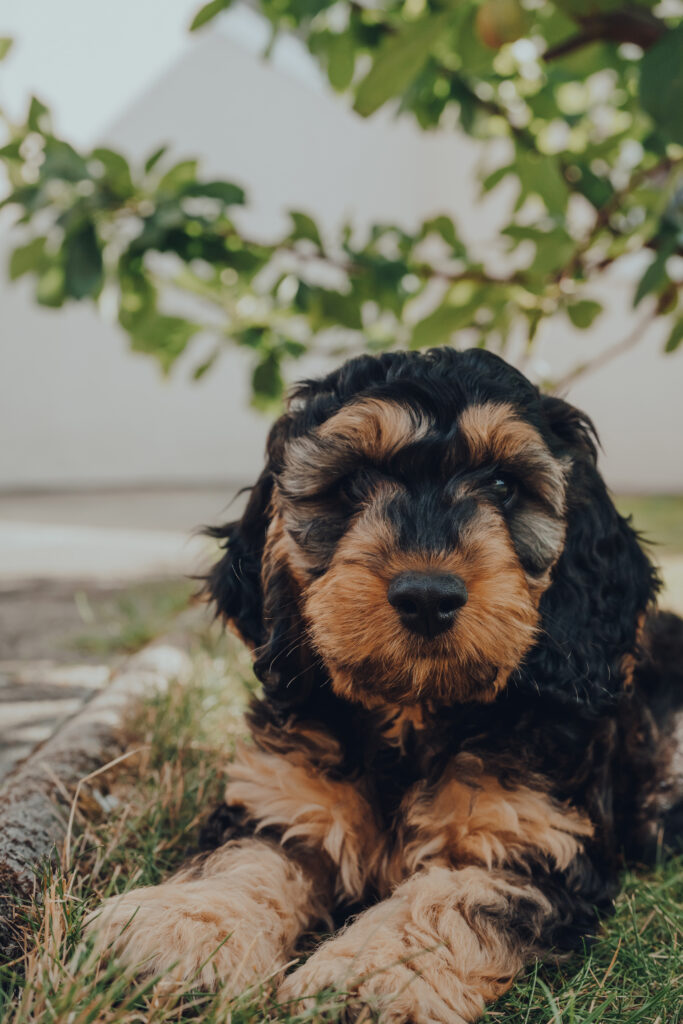 cute cockapoo puppy relaxing under a tree in the garden, selective focus.
